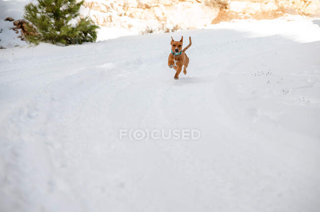 Perro activo corriendo por carretera nevada durante el paseo en el bosque de invierno - foto de stock