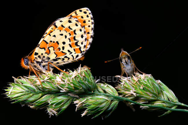 La mariposa fritillaria manchada o de banda roja (Melitaea didyma) - foto de stock