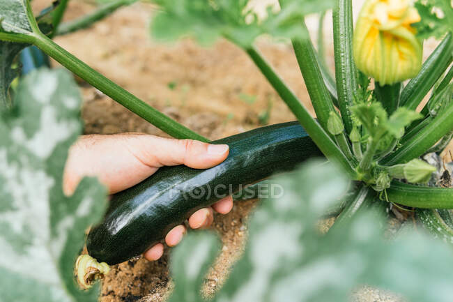 From above of crop faceless farmer picking green ripe zucchini on field in summer in countryside — Stock Photo