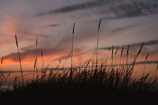 Spikelets of wild grass growing on sea coast under colorful cloudy sundown sky in tranquile summer evening in Liencres Cantabria Spagna — Foto stock