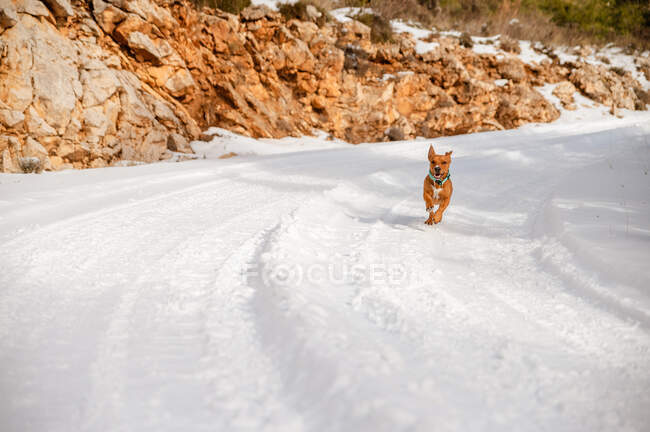 Active dog running down snowy road during stroll in winter forest — Stock Photo