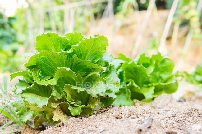 Рівень землі свіжого салату, що росте в саду в сезон збору врожаю на фермі — стокове фото