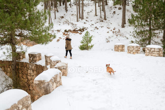Unrecognizable female owner walking along snowy pathway with active dog running during stroll in winter woods — Stock Photo