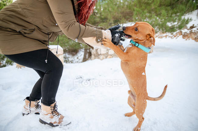 Vista lateral de la cosecha propietaria femenina en ropa de abrigo jugando con adorable perro de pie en las patas traseras en el suelo nevado en el bosque de invierno - foto de stock