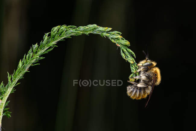 Anthophora bimaculata agarrado con las mandíbulas a una hierba fina - foto de stock