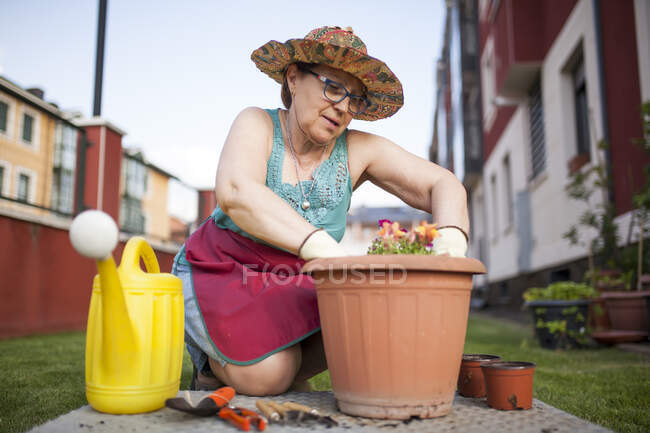 Desde abajo mujer madura jardinero, transfiere una planta a una maceta grande en su jardín casero - foto de stock