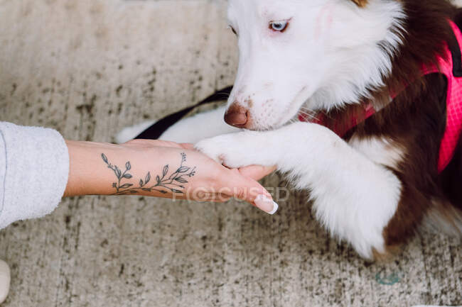 D'en haut de mignon chien de Border Collie moelleux mettant sa patte sur la main de sa propriétaire féminine anonyme dans la rue de la ville — Photo de stock