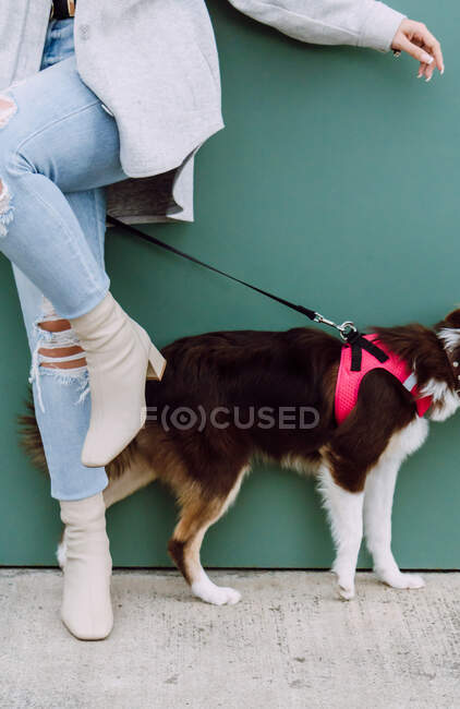 Mujer anónima bailando con el pie en alto mientras su perro está detrás de ella sin mostrar la cabeza - foto de stock