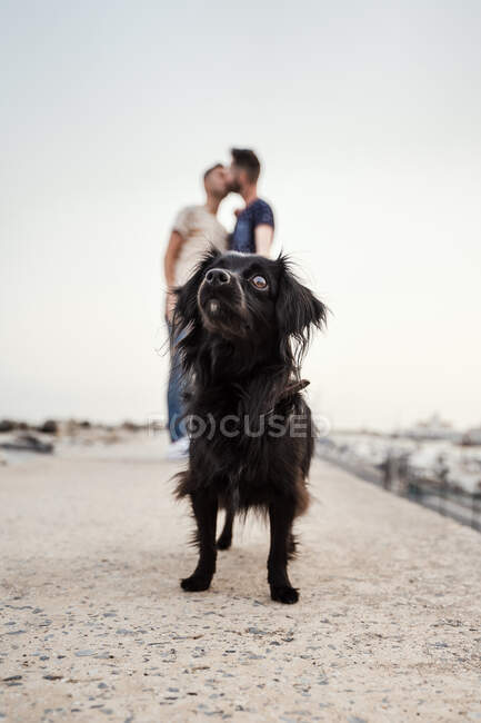 Liebenswerter flauschiger Hund, der zu homosexuellen Männern aufschaut, die sich auf der Anklagebank unter hellem Himmel in der Stadt küssen — Stockfoto