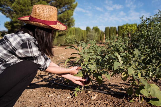 Vista lateral de agricultora anônima em chapéu de palha coletando berinjelas maduras em exuberante jardim no campo — Fotografia de Stock