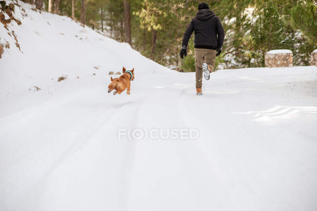 Visão traseira do proprietário masculino irreconhecível correndo com cão brincalhão ao longo da estrada em florestas de inverno nevadas — Fotografia de Stock