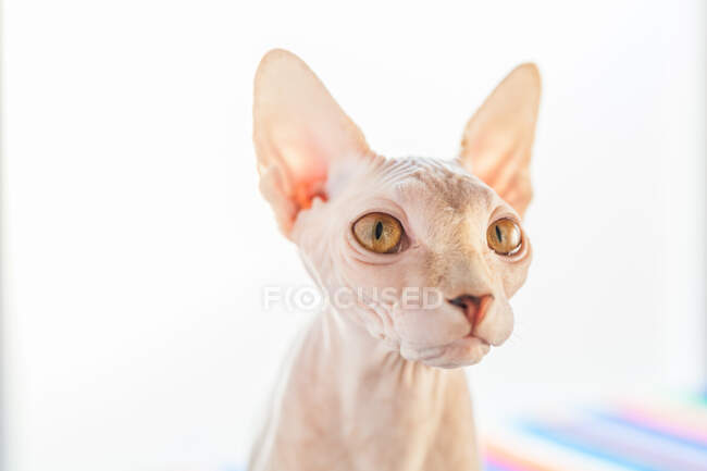 Adorable gato esfinge sin pelo con ojos marrones sentado en una manta suave en la cama y mirando hacia otro lado - foto de stock
