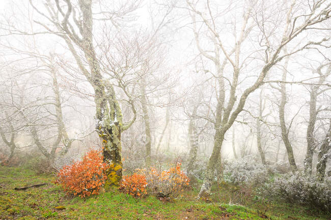 Frozen and foggy beech forest — Stock Photo