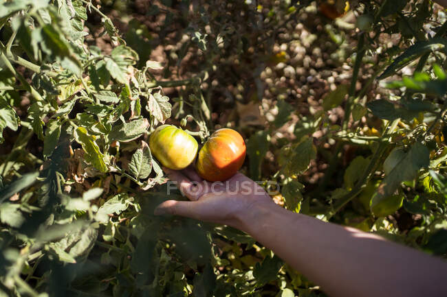 Cultivo agricultor irreconocible demostrando tomates inmaduros que crecen en arbusto verde en exuberante jardín de verano en el campo - foto de stock