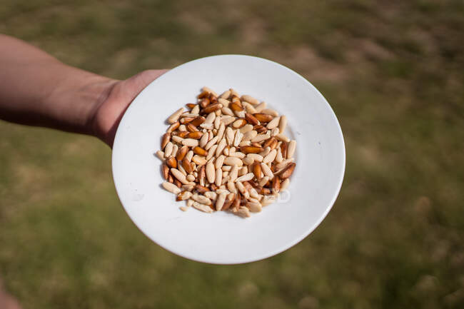 From above of crop unrecognizable farmer standing in field with plate with pile of assorted cereal grains — Stock Photo