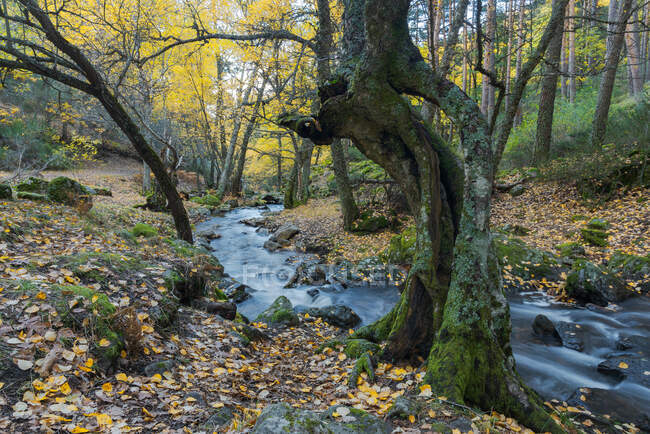 Fiume rapido che scorre sui massi nei boschi muschiati negli altopiani nelle giornate di sole in una lunga esposizione al fiume Lozoya nel Parco Nazionale di Guadarrama — Foto stock