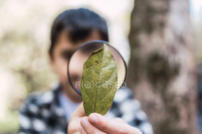 Niño anónimo enfocado con hoja de planta verde mirando a través de lupa en maderas sobre fondo borroso - foto de stock