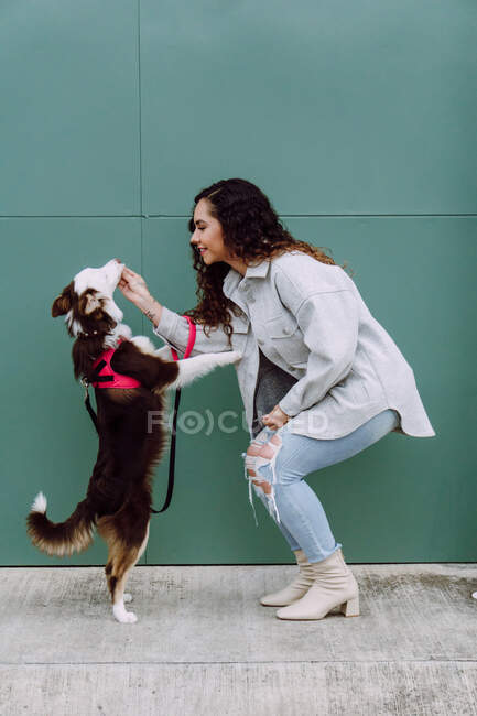 Side view of positive female owner feeding adorable Border Collie dog standing on hind legs during training in city street — Stock Photo