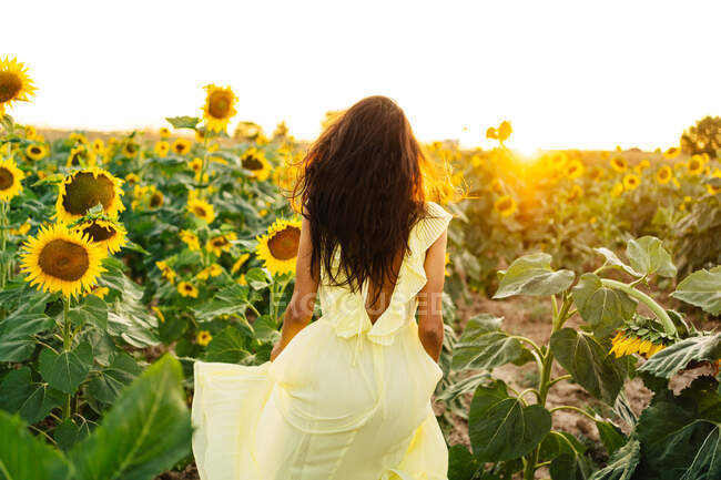 Vue de l'arrière de la jeune femme hispanique gracieuse cultivée méconnaissable dans une élégante robe jaune debout avec les bras levés au milieu de tournesols en fleurs dans un champ de campagne dans une journée ensoleillée d'été — Photo de stock
