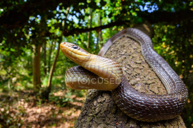 Ângulo largo da serpente Aesculapian (Zamenis longissimus) — Fotografia de Stock