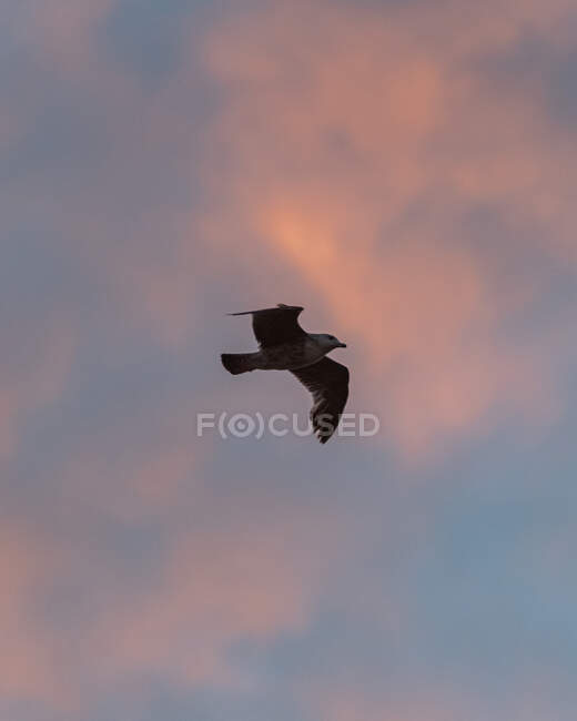 De baixo da gaivota que voa no fundo do céu de pôr-do-sol com nuvens rosa — Fotografia de Stock