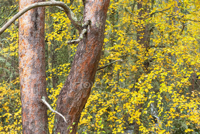 Troncos de árvore e folhagem amarela brilhante crescendo em madeiras no outono — Fotografia de Stock