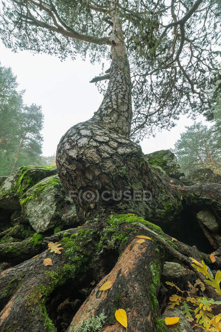 Низкий угол огромных мшистых корней высокого дерева, растущего в лесах против серого неба — стоковое фото