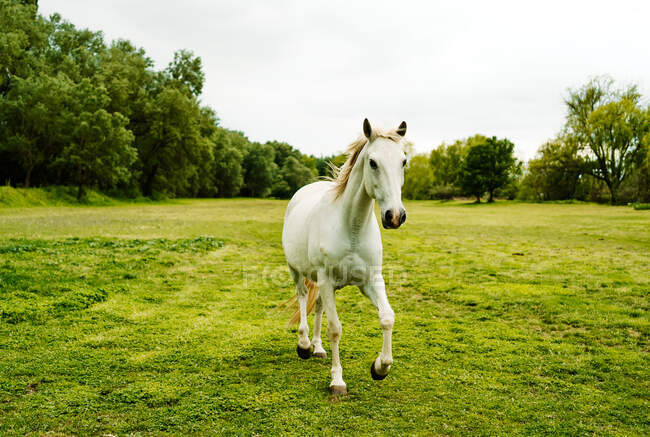 Серый конь скачет по зеленому лугу в естественной среде обитания под облачным небом летом — стоковое фото
