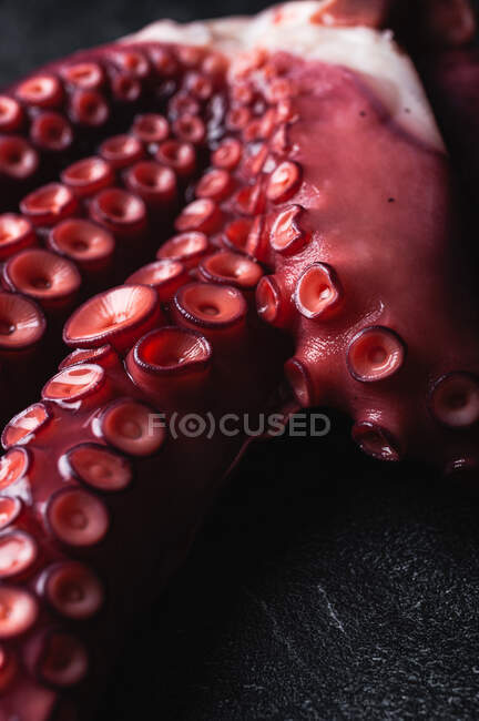 Високий кут крупним планом свіжі восьминогі щупальця з червоними відстійниками, розміщені на темному столі — стокове фото