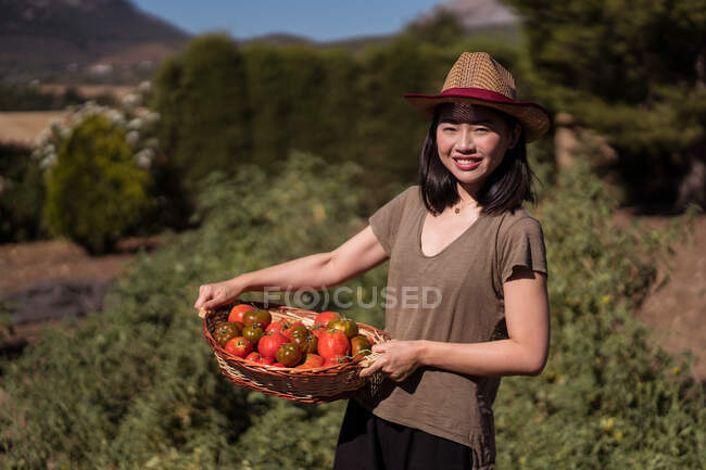 Deleitado granjero étnico de pie con la cesta llena de tomates frescos en el campo agrícola en el campo y mirando a la cámara - foto de stock