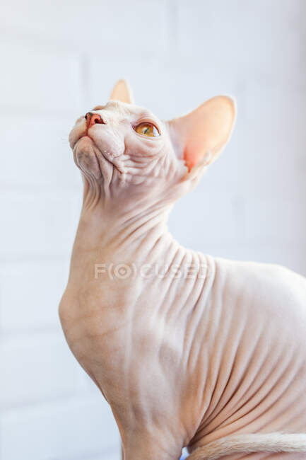 Adorabile gatto senza peli Sphynx con gli occhi marroni seduto su una morbida coperta sul letto e guardando in alto — Foto stock
