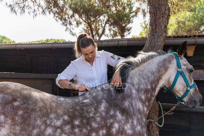 Female equestrian cutting gently fur on back of dapple grey horse on farm in summer — Stock Photo