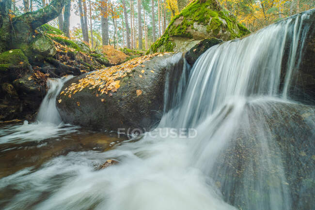 Picturesque view of cascade with foamy water fluid between boulders with moss and golden trees in fall — Stock Photo