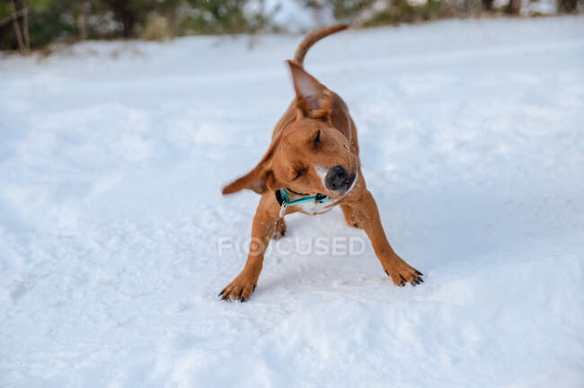 Коричневая собака в воротнике стоит на снежном поле, пока она высохнет зимой. — стоковое фото