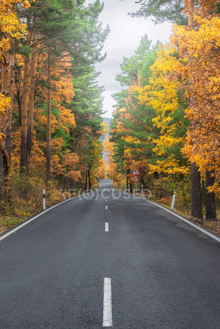 Infinita strada asfaltata percorrendo boschi rigogliosi con alberi colorati in autunno — Foto stock