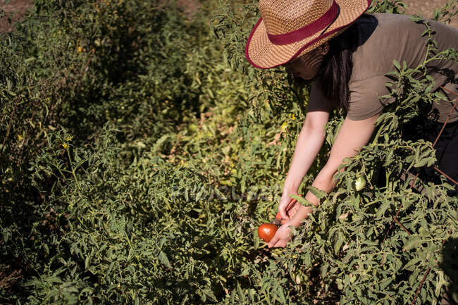 Vista lateral de una agricultora étnica recolectando tomates maduros en el jardín en un día soleado en el campo - foto de stock