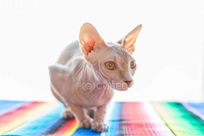 Adorabile gatto senza peli Sphynx con gli occhi marroni seduto su una morbida coperta sul letto e guardando altrove — Foto stock