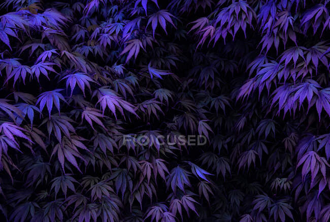 Abstraction of a maple leafs — Stock Photo