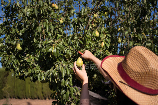 Cultivo agricultor feminino irreconhecível com tesouras de poda colhendo peras frescas da árvore no jardim de verão na estação de colheita — Fotografia de Stock