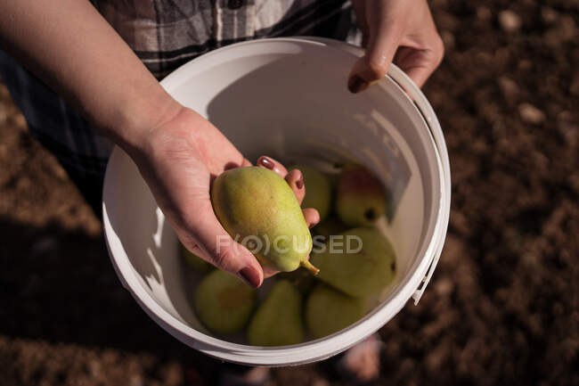 Top view of crop anonymous female farmer standing with harvest of fresh pears on sunny day in countryside — Stock Photo