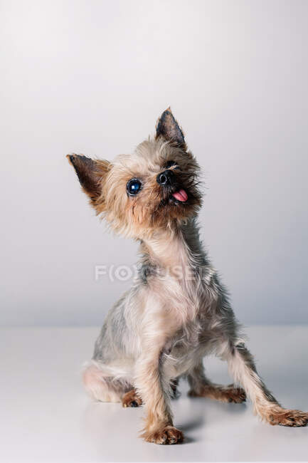 Adorable petit chien Yorkshire Terrier pelucheux avec la langue en regardant la caméra tout en étant assis dans un studio blanc — Photo de stock