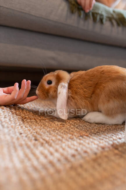 Ground level of crop anonymous person playing with cute brown fluffy bunny on floor at home — Stock Photo