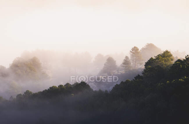 Szenische Ansicht von Pedriza mit üppig grünen Bäumen, die in der Morgendämmerung in Spanien auf dem Guadarrama-Gebirge unter nebligem Himmel wachsen — Stockfoto