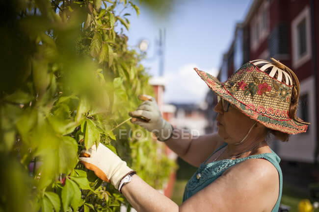 Vue latérale d'une femme mûre jardinière cueillant des feuilles de vigne dans le jardin de sa maison — Photo de stock