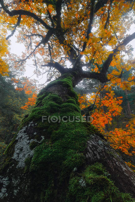 Niedriger Winkel riesiger bemooster Wurzeln eines hohen Baumes mit orangefarbenen Blättern, die in Wäldern gegen grauen Himmel wachsen — Stockfoto