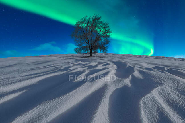Захватывающий вид одинокого безлистного дерева, растущего в снежной долине зимой под ночным небом с зеленым сияющим сиянием северного сияния — стоковое фото