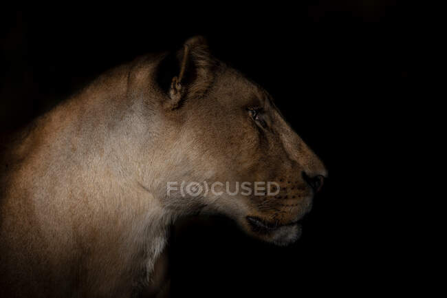 Lionne puissante avec un pelage brun lisse se promenant sur la pelouse tout en regardant vers l'avant dans la savane sur fond noir — Photo de stock