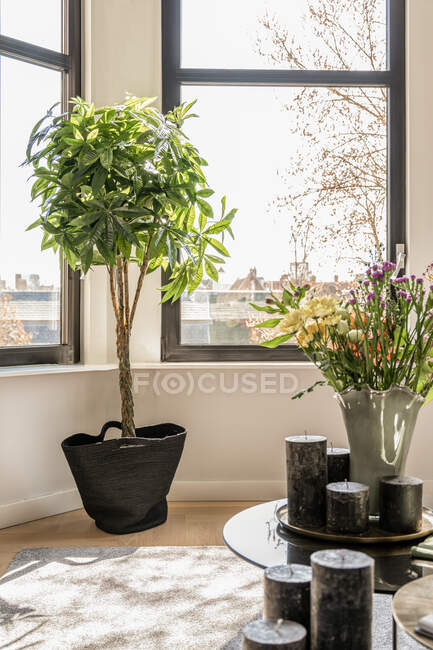 Green plant in flowerpot placed on floor near window in room designed in minimal style in flat — Stock Photo