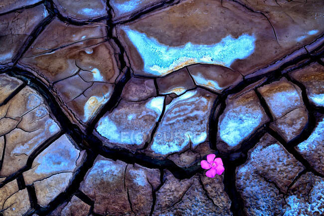 Abstract texture of cracked mud with wonderful colors and a purple flower in the crack — Stock Photo