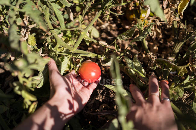 Agricultora irreconhecível recolhendo tomates maduros no jardim no dia ensolarado no campo — Fotografia de Stock